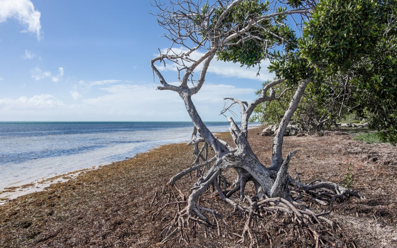 Sarasota, Florida shoreline with tree