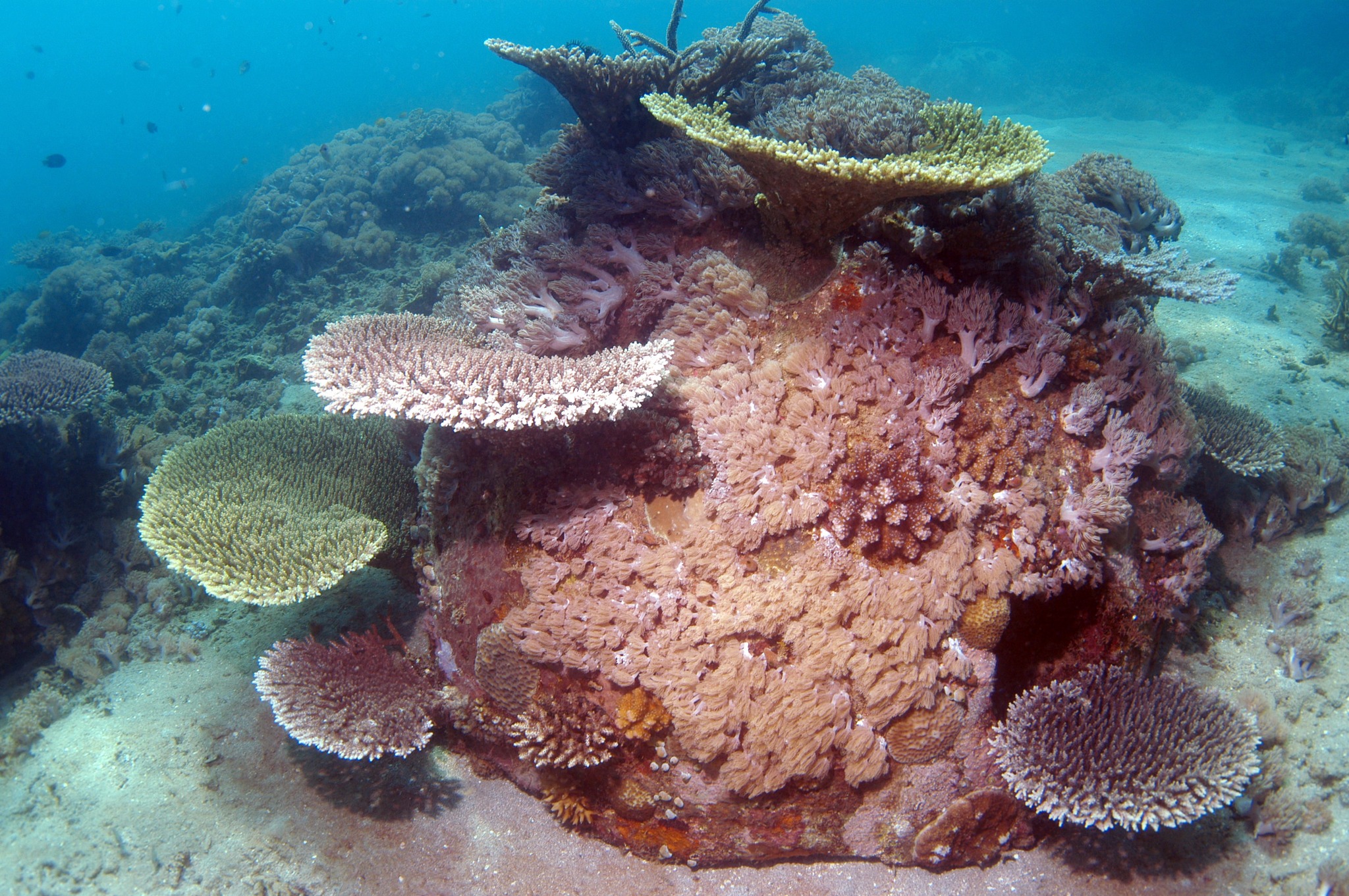 reef ball with heavy to moderate coral growth