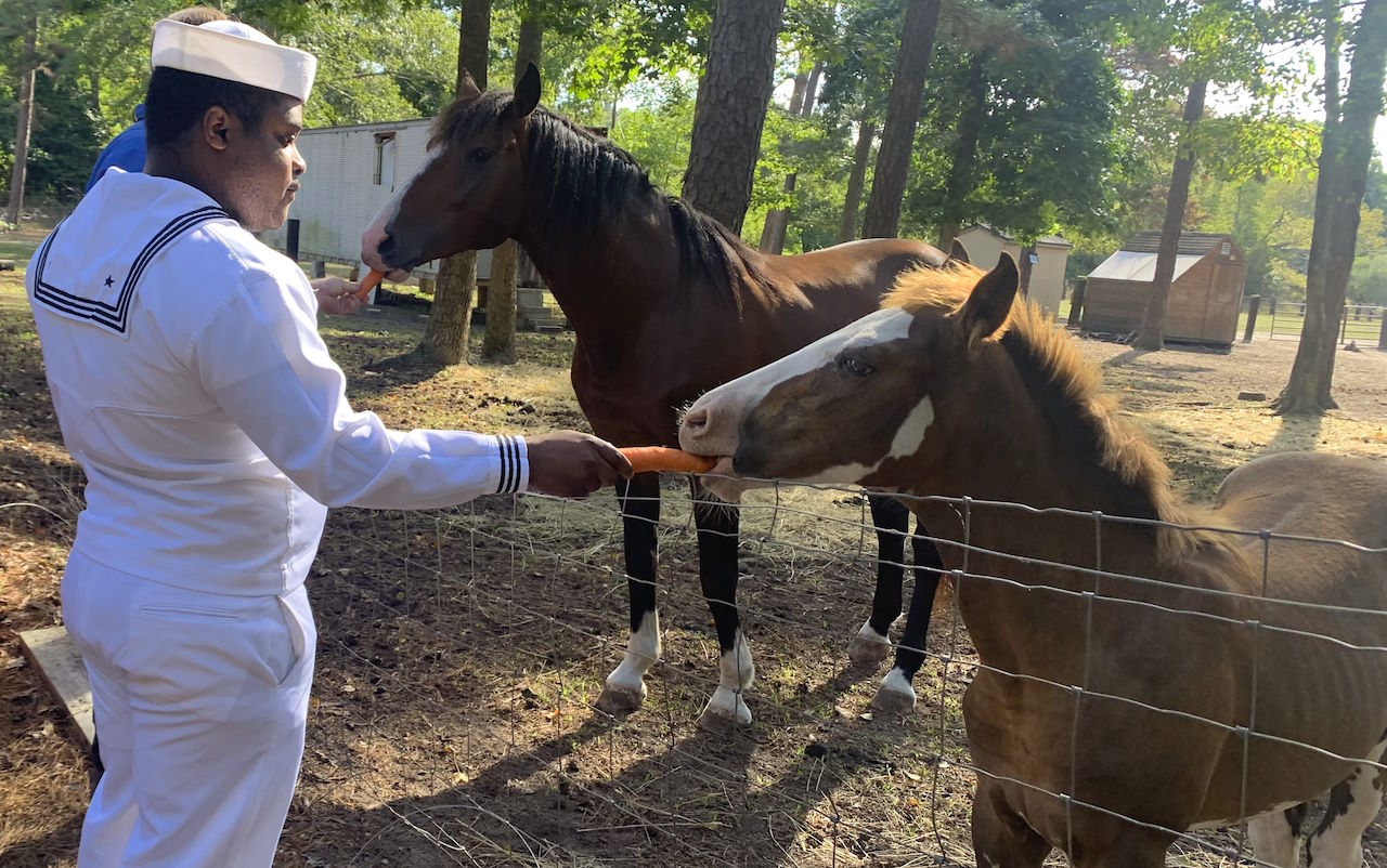 Sailor feeding carrot to horse