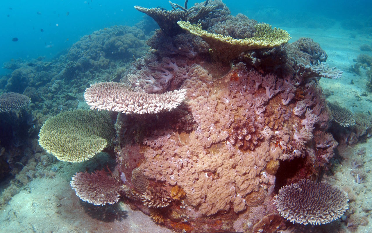 Reef ball with moderate to heavy coral growth underwater